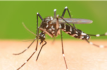 Control de Plagas de Mosquitos o zancudos