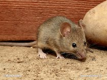 Control de Plagas de Ratón